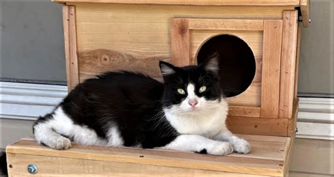 Outdoor wooden CAT HOUSES with round entrances